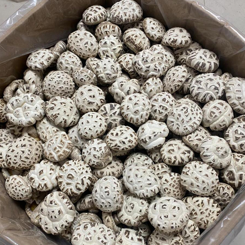 Cogumelos Flor Branca Pérola Premium