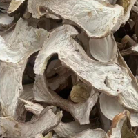 Cogumelos Porcini Secos ao Sol Colhidos na Natureza