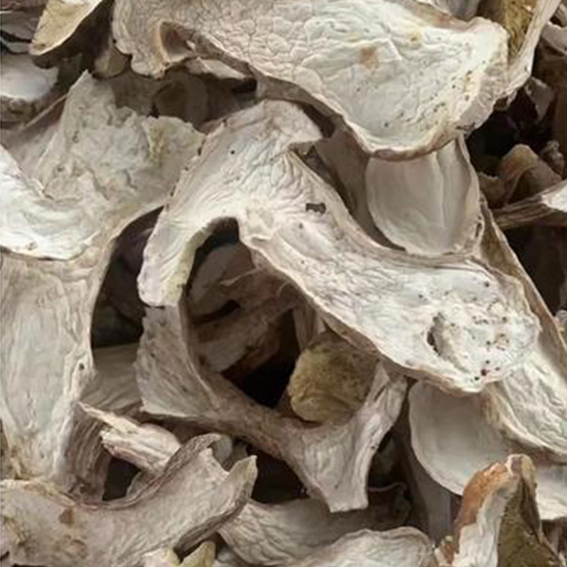 Cogumelos Porcini Secos ao Sol Colhidos na Natureza