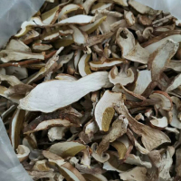 Cogumelos Porcini Secos ao Sol Colhidos na Natureza