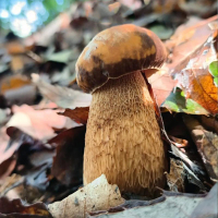 Cogumelos Porcini Secos ao Sol Colhidos na Natureza