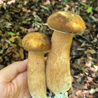 Cogumelos Porcini Secos ao Sol Colhidos na Natureza