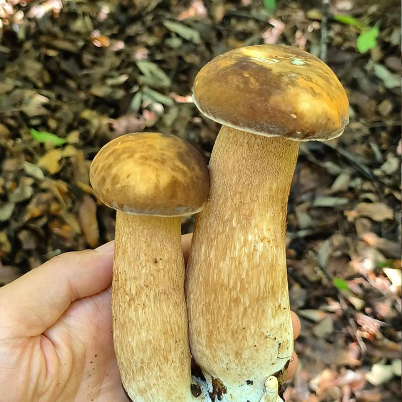 Cogumelos Porcini Secos ao Sol Colhidos na Natureza