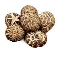 فطر شيتاكي مخطط الزهور الفاخر