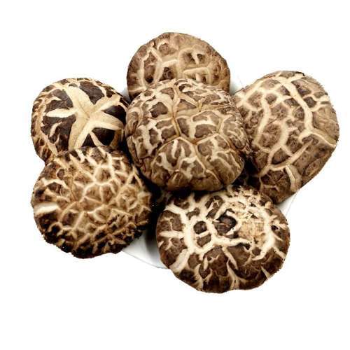 فطر شيتاكي مخطط الزهور الفاخر