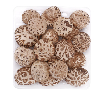 فطر شيتاكي مخطط الزهور الفاخر