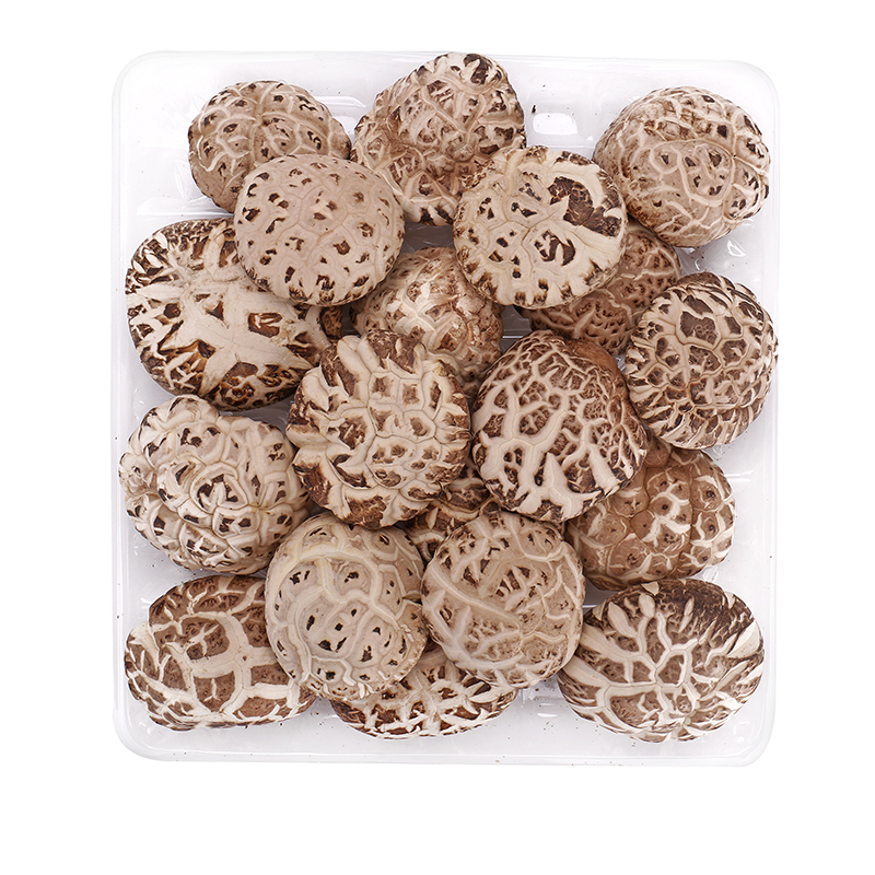 فطر شيتاكي مخطط الزهور الفاخر