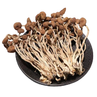 Cogumelos orgânicos secos da árvore do chá (Agrocybe aegerita)