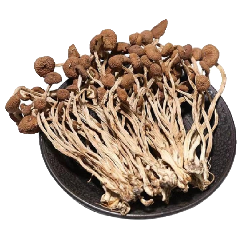 Cogumelos orgânicos secos da árvore do chá (Agrocybe aegerita)