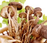 Cogumelos orgânicos secos da árvore do chá (Agrocybe aegerita)
