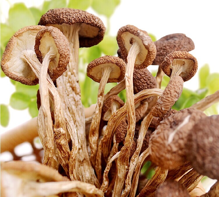Cogumelos orgânicos secos da árvore do chá (Agrocybe aegerita)
