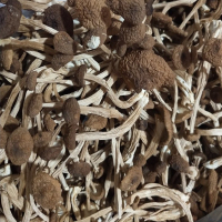 Cogumelos orgânicos secos da árvore do chá (Agrocybe aegerita)