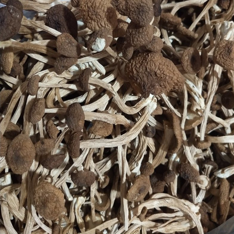 Cogumelos orgânicos secos da árvore do chá (Agrocybe aegerita)