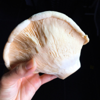 Premium getrocknete Bailing-Pilze (Pleurotus eryngii) für den Export