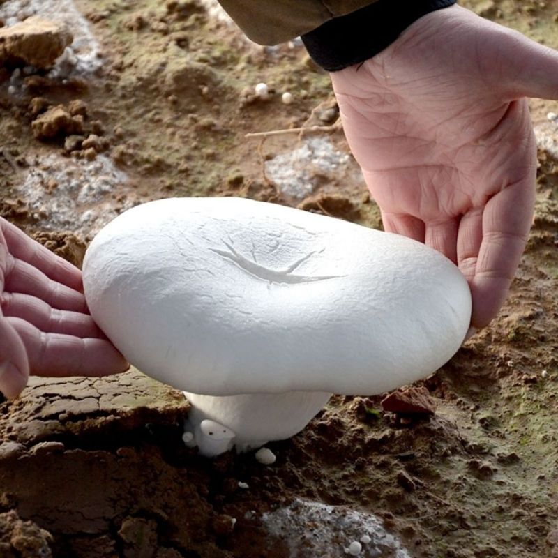Premium getrocknete Bailing-Pilze (Pleurotus eryngii) für den Export