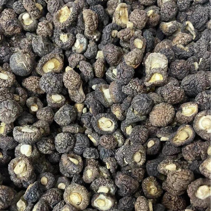 Hongo negro seco de primera calidad