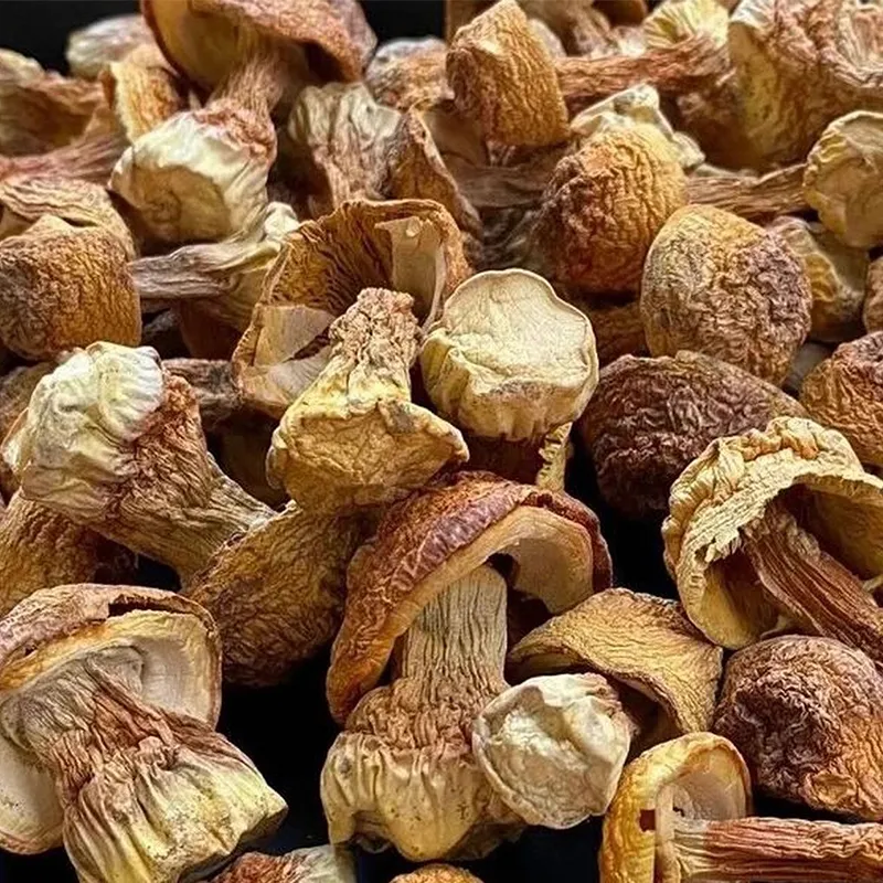 أجاريكوس سوبروفيسينس