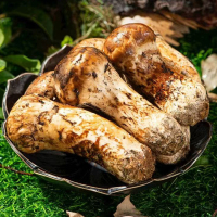 جوهر ماتسوتاكي الذواقة