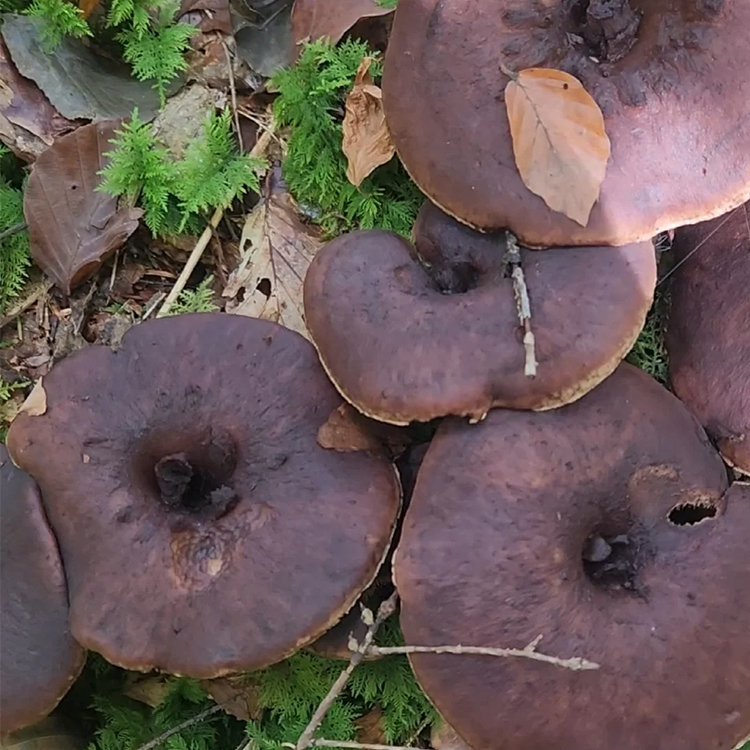 Fungo da palmeira-tigre