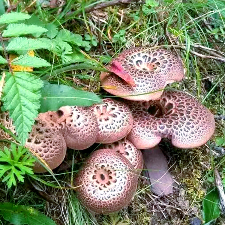 Fungo da palmeira-tigre