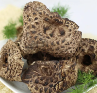 Fungo da palmeira-tigre