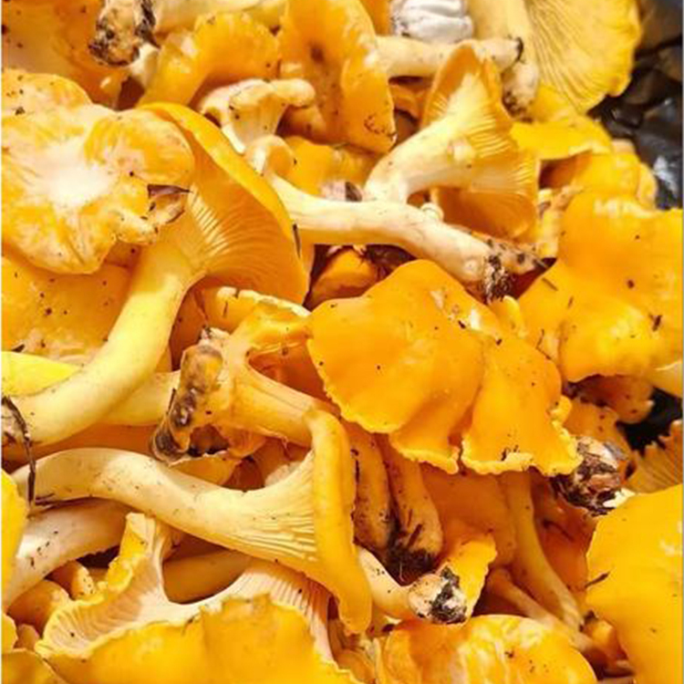 Chanterelles séchées