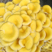 Chanterelles séchées