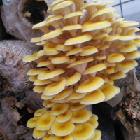 Chanterelles séchées