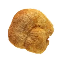 Lion's Mane Mushroom