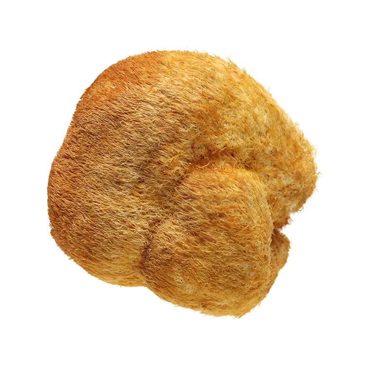 Lion's Mane Mushroom