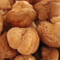 Lion's Mane Mushroom