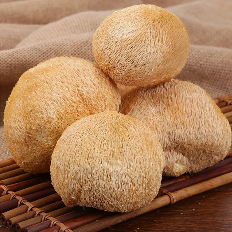 Lion's Mane Mushroom