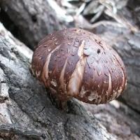 log-grown shiitake mushrooms