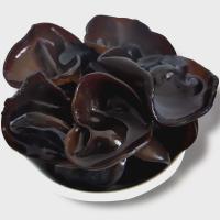 Champignon Oreille de Bois Noir