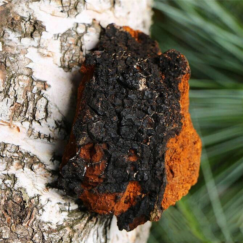 مشروب فطر شاجا الصلب