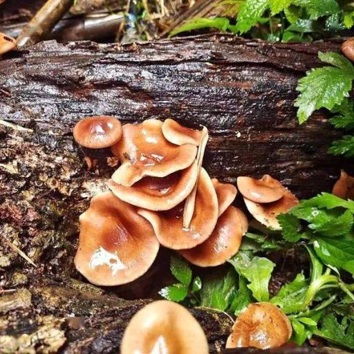 كيف تُنتج دوشانهي الفطر بطريقة مستدامة (دون الإضرار بالكوكب)