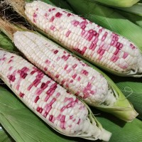 ذرة لزجة متعددة الألوان