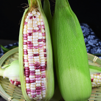 ذرة لزجة متعددة الألوان