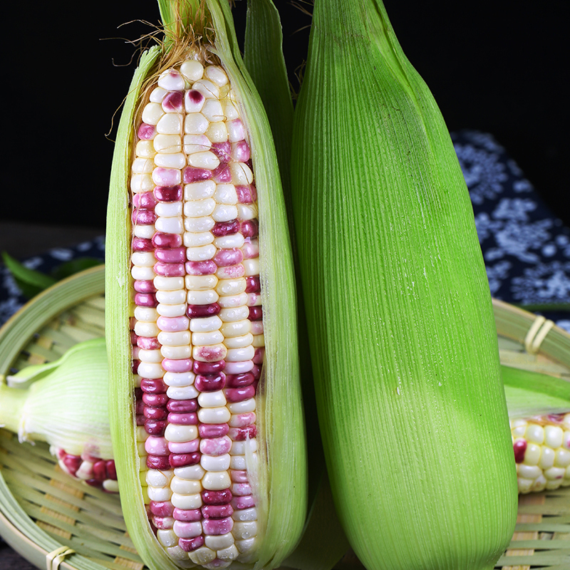 ذرة لزجة متعددة الألوان