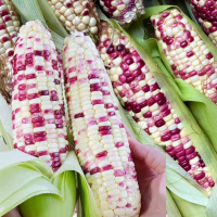 ذرة لزجة متعددة الألوان