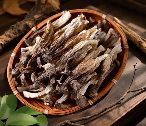 Deer Antler Mushroom
