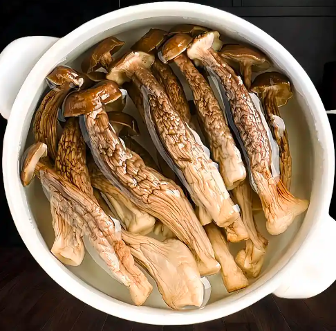 Bulk Deer Antler Mushroom Suppliers