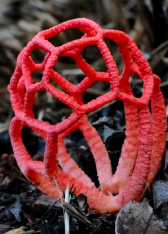 Poisonous mushrooms