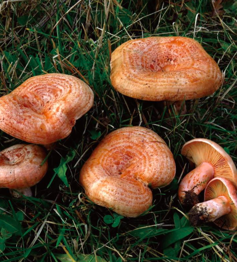 Edible mushrooms