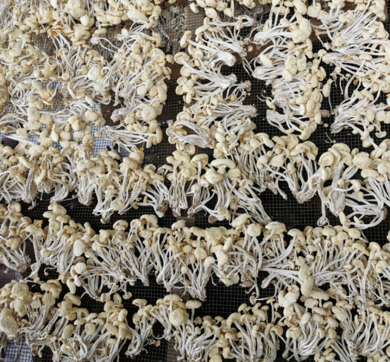 Premium Chinese Mushroom