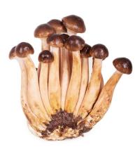 Premium Chinese Mushroom