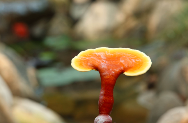 The Rise of Medicinal Mushrooms