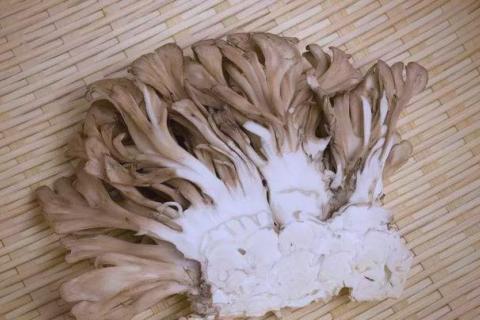 صعود الفطر الطبي