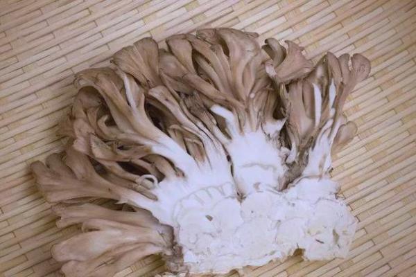 A Ascensão dos Cogumelos Medicinais