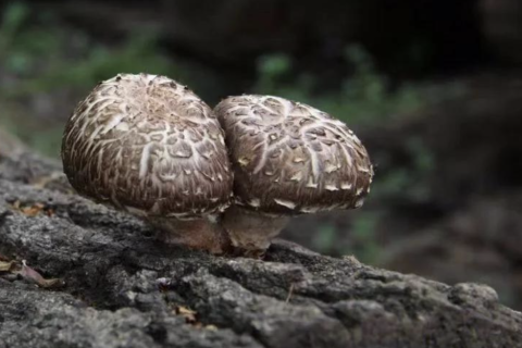 Die anhaltende Attraktivität von Shiitake-Pilzen aus Baumstämmen